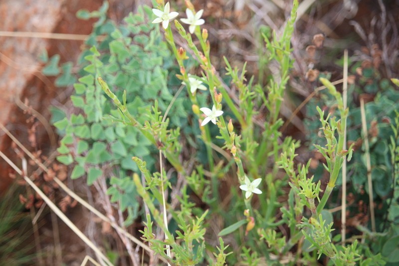 Oxygonum dregeanum photo 6
