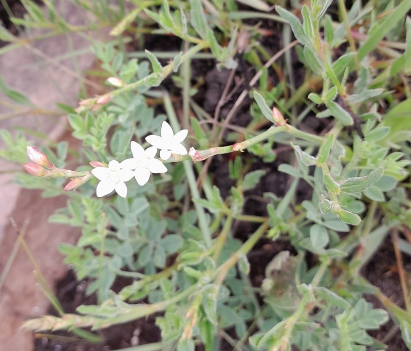 Oxygonum dregeanum photo 7