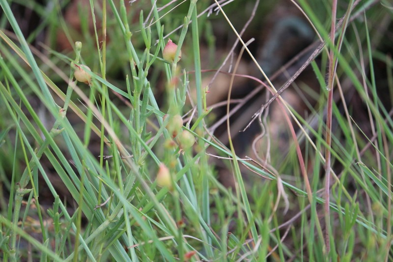 Oxygonum dregeanum photo 8