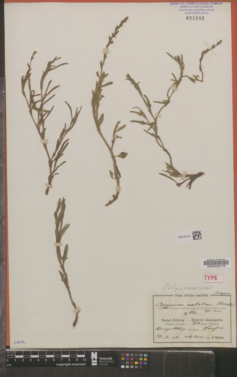 Oxygonum dregeanum subsp. dregeanum