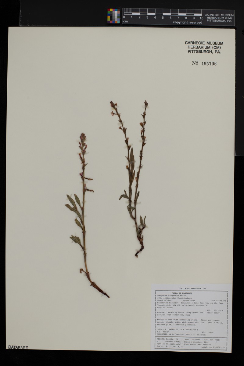 Oxygonum dregeanum subsp. lanceolatum