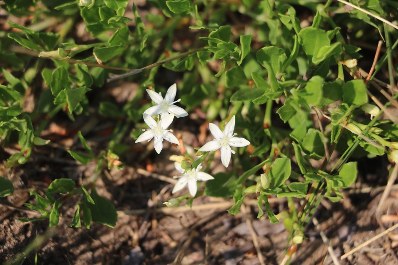 Oxygonum dregeanum subsp. streyi