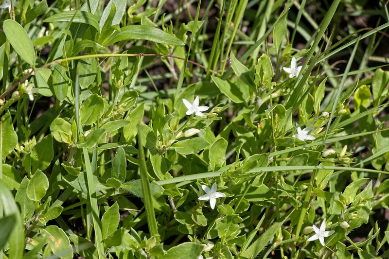 Oxygonum dregeanum subsp. streyi photo 2