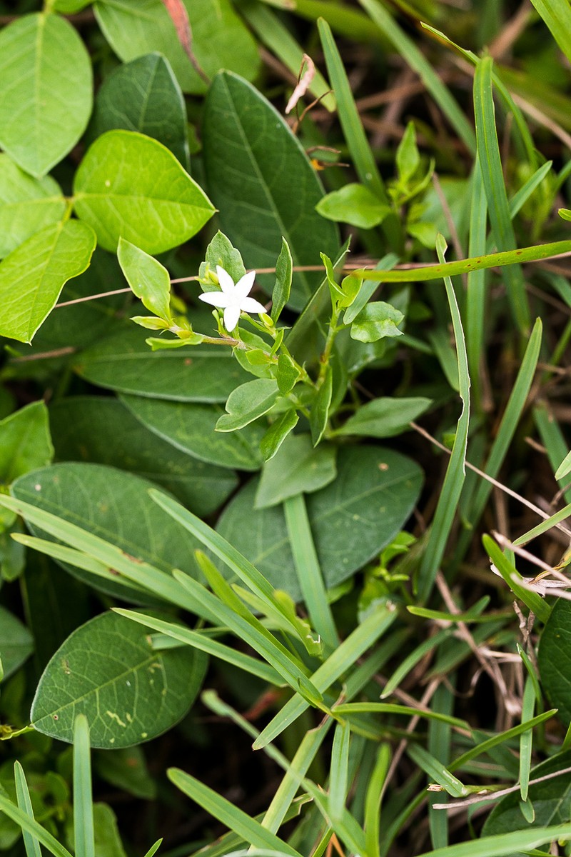 Oxygonum dregeanum subsp. streyi photo 3