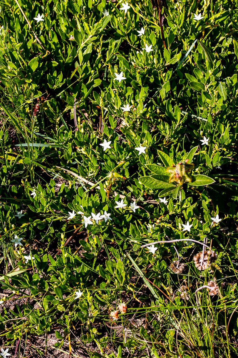 Oxygonum dregeanum subsp. streyi photo 4