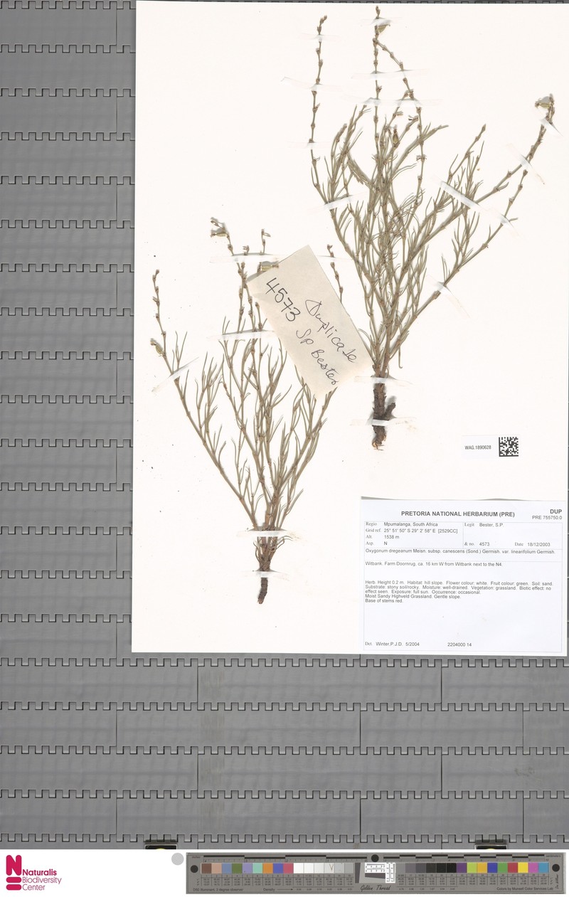Oxygonum dregeanum var. linearifolium