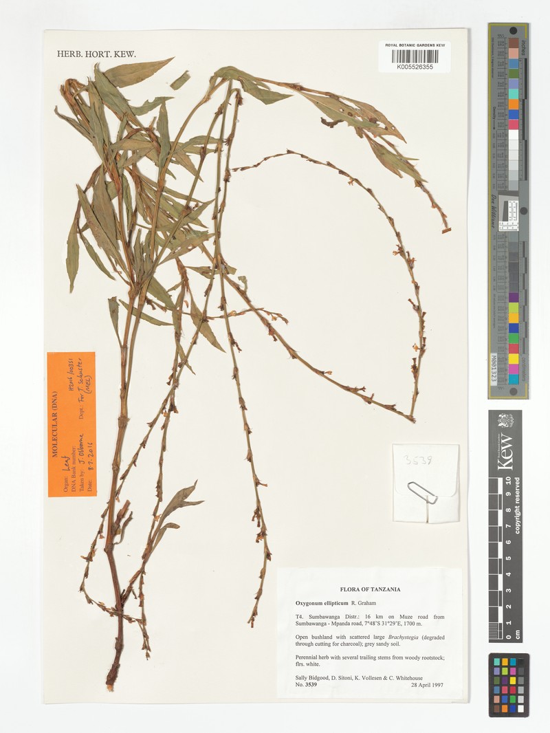 Oxygonum ellipticum photo 2