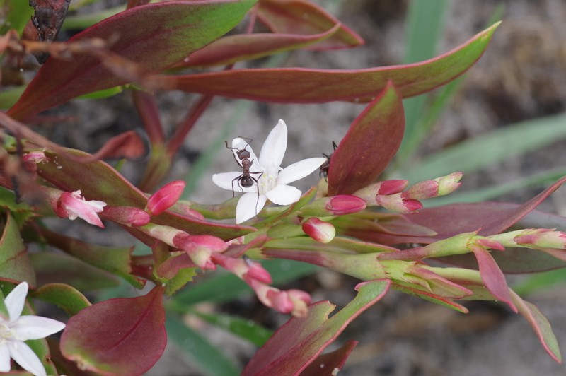 Oxygonum fruticosum