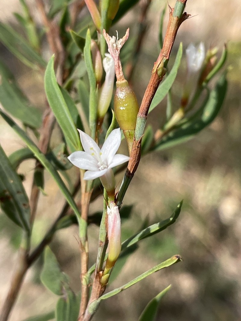Oxygonum fruticosum photo 2