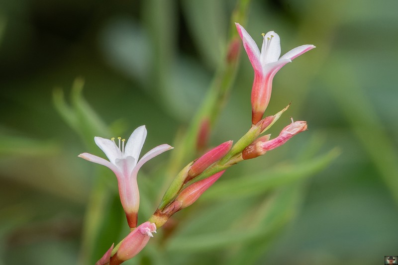 Oxygonum fruticosum photo 3