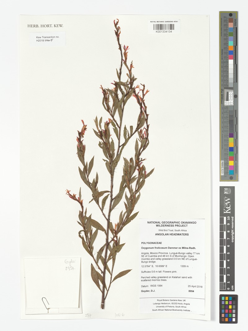 Oxygonum fruticosum photo 4