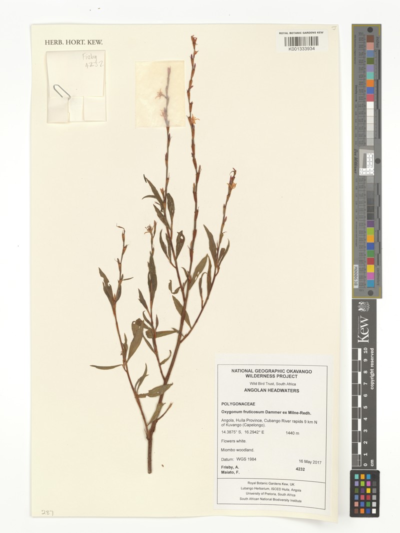 Oxygonum fruticosum photo 5
