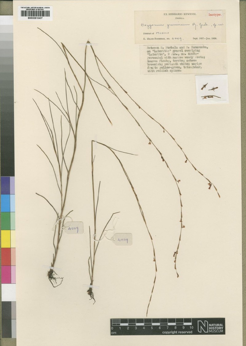 Oxygonum gramineum