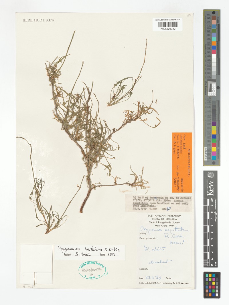 Oxygonum hastatum