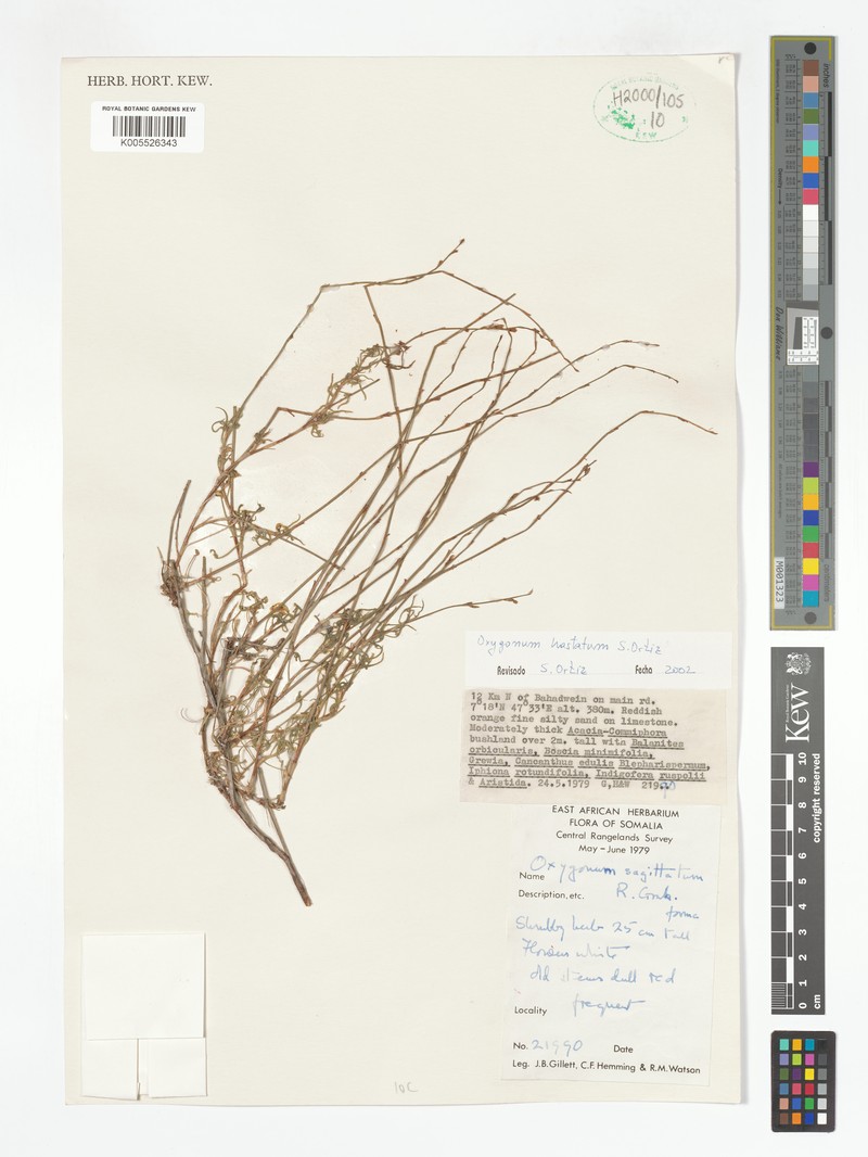 Oxygonum hastatum photo 2