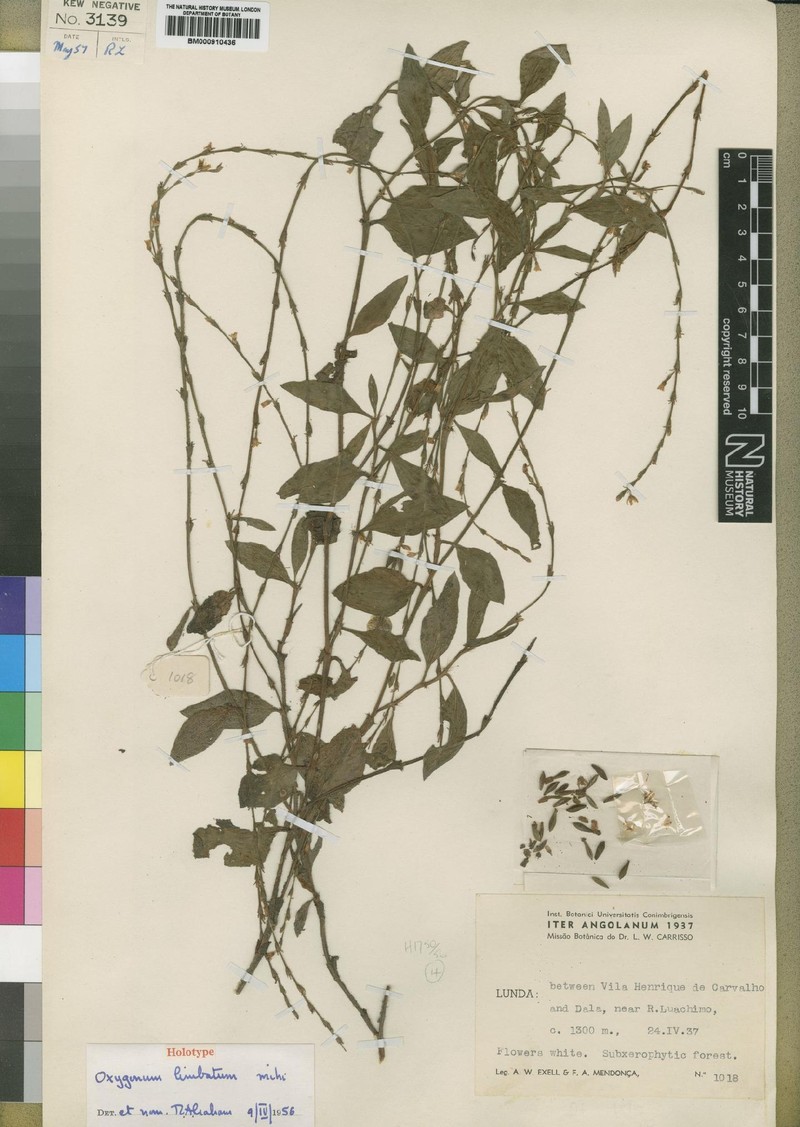 Oxygonum limbatum photo 2
