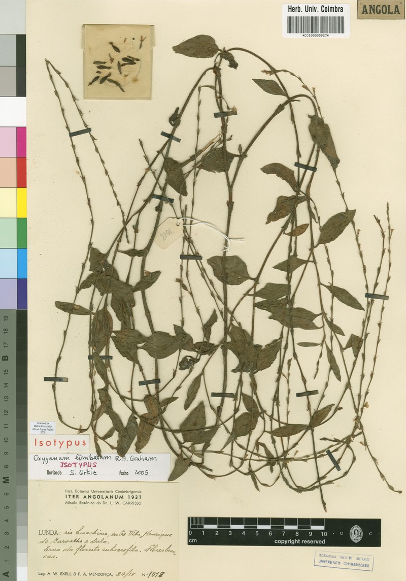 Oxygonum limbatum