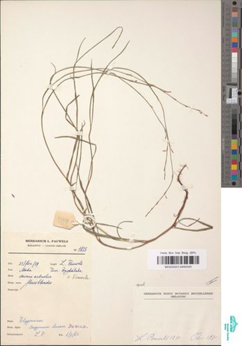 Oxygonum lineare