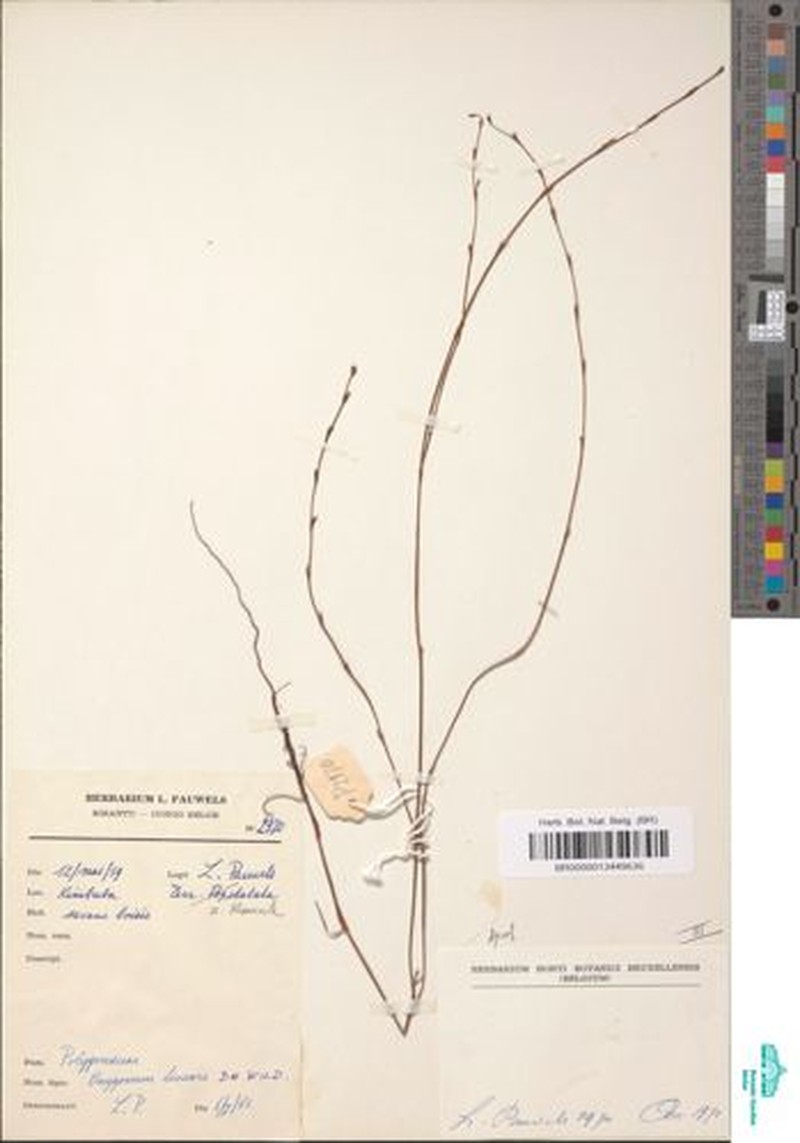 Oxygonum lineare photo 2