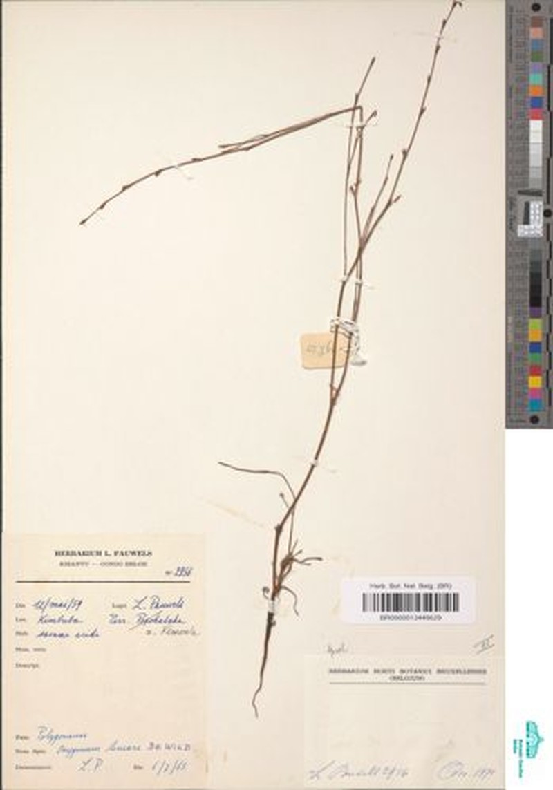 Oxygonum lineare photo 3