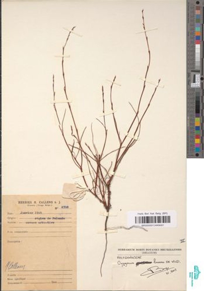 Oxygonum lineare photo 4
