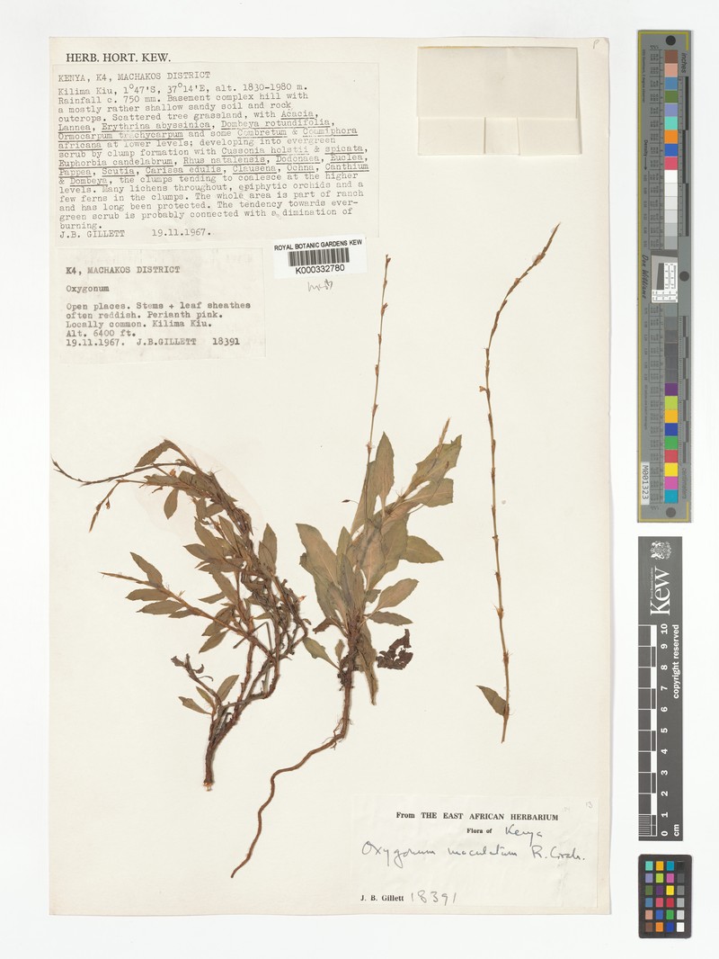 Oxygonum maculatum