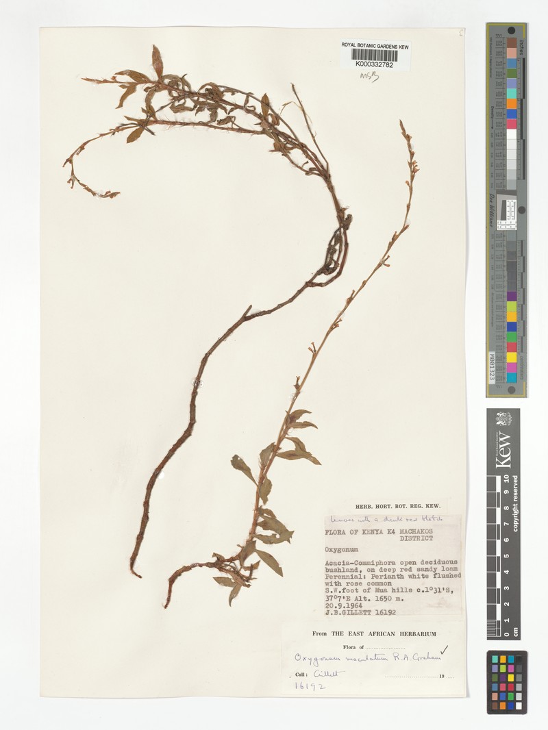 Oxygonum maculatum photo 2