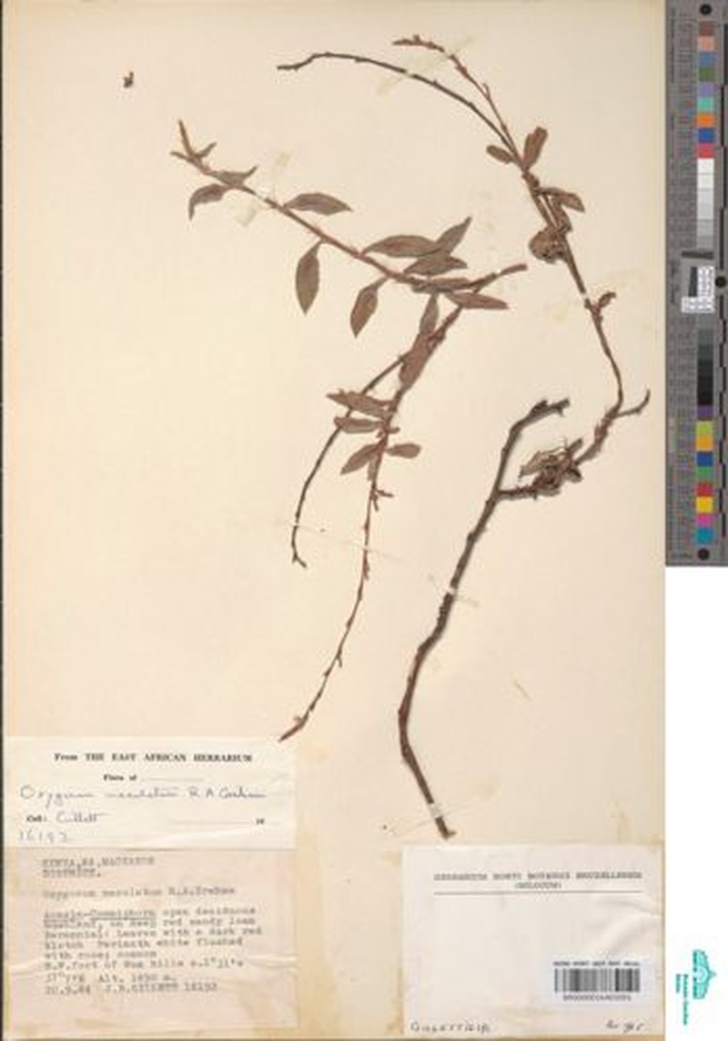 Oxygonum maculatum photo 3