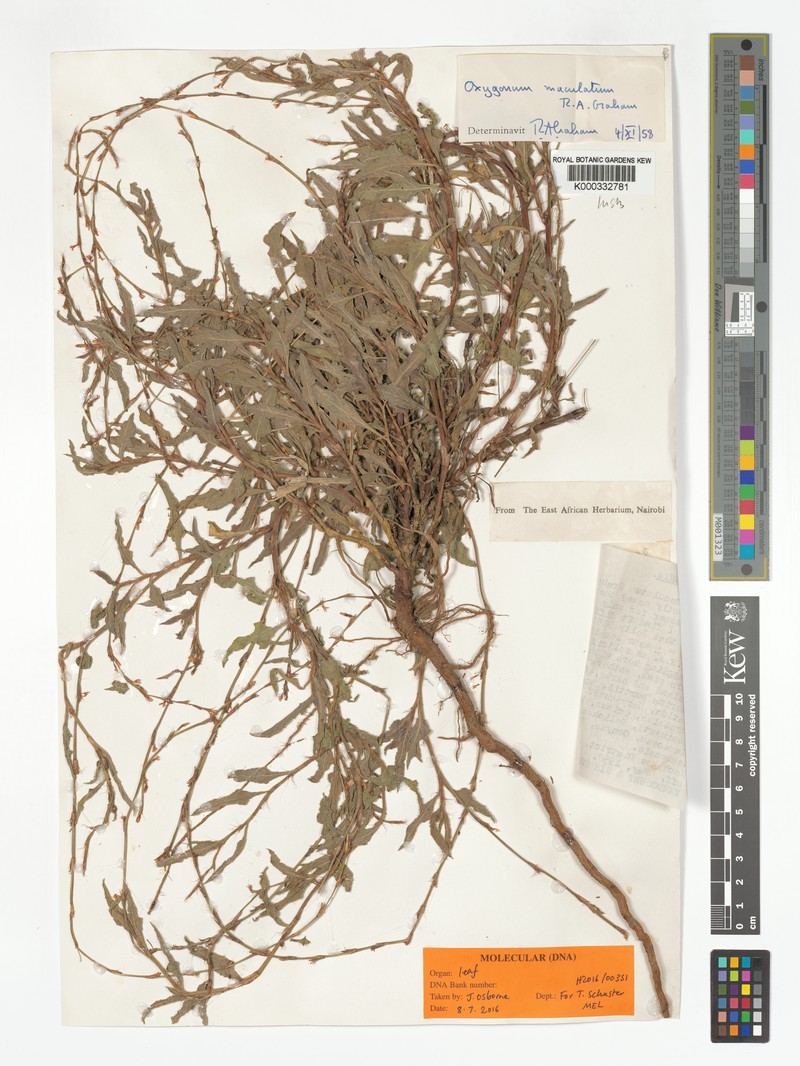 Oxygonum maculatum photo 4