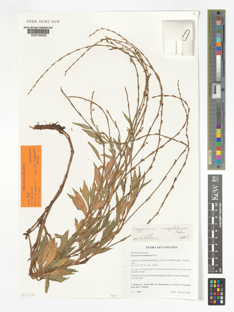 Oxygonum magdalenae