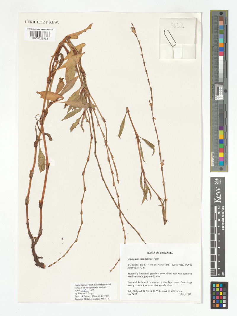 Oxygonum magdalenae photo 2