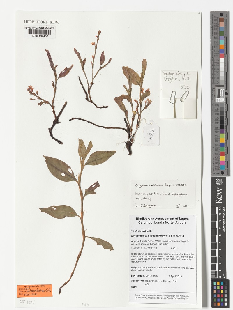 Oxygonum ovalifolium