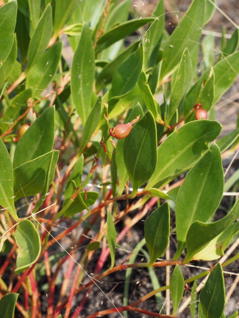 Oxygonum pachybasis photo 4