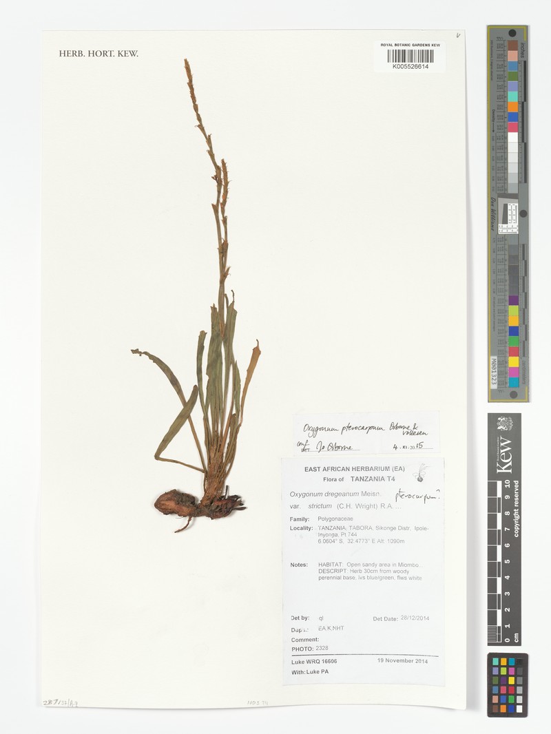 Oxygonum pterocarpum