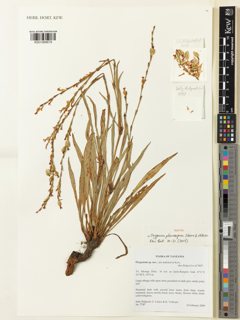 Oxygonum pterocarpum photo 2