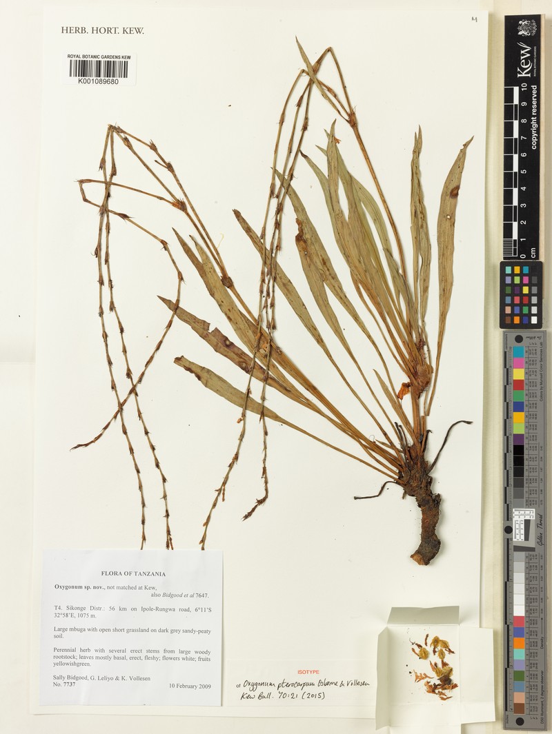 Oxygonum pterocarpum photo 3