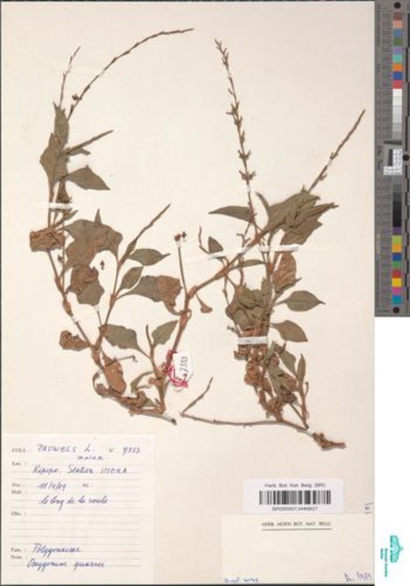 Oxygonum quarrei
