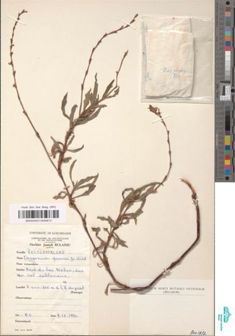 Oxygonum quarrei photo 2