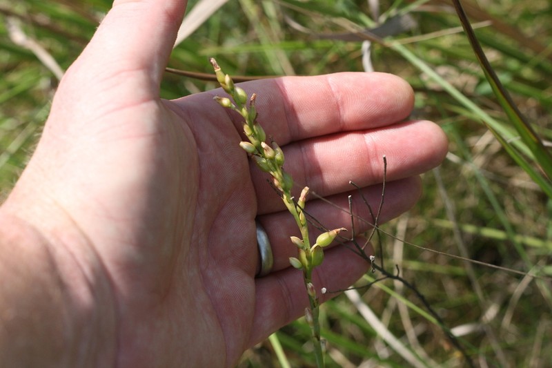 Oxygonum robustum