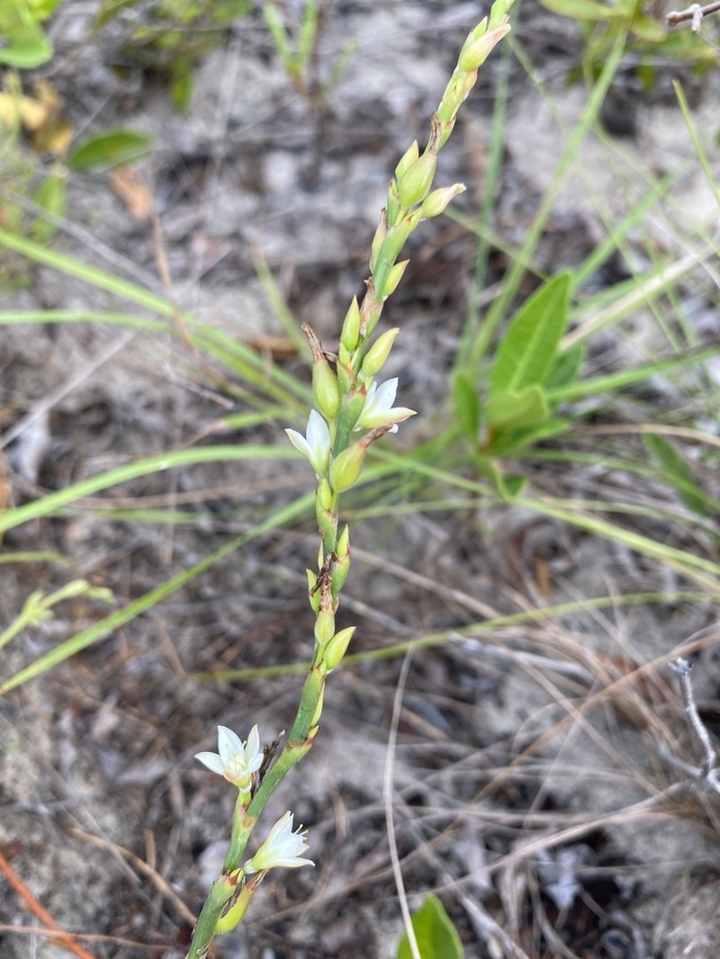 Oxygonum robustum photo 2