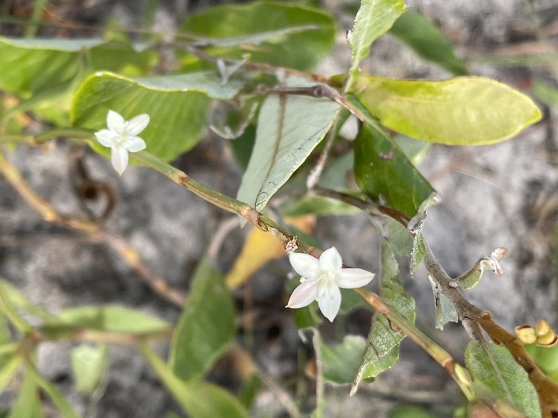 Oxygonum robustum photo 3