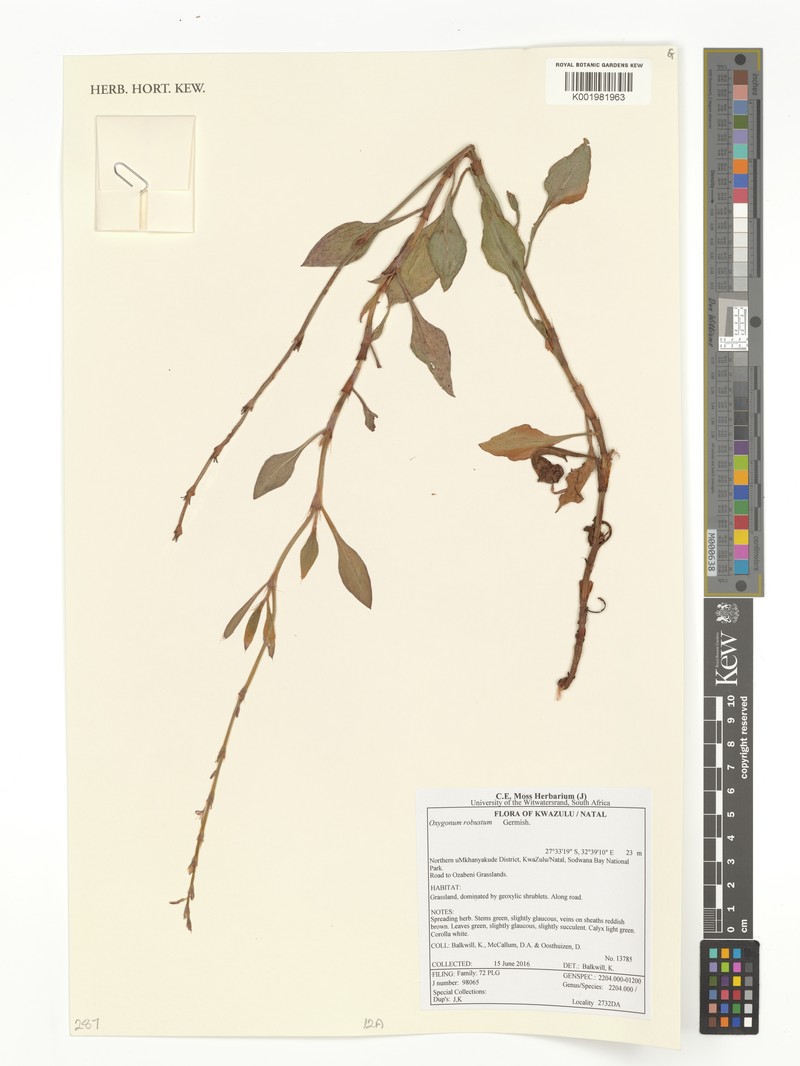 Oxygonum robustum photo 4