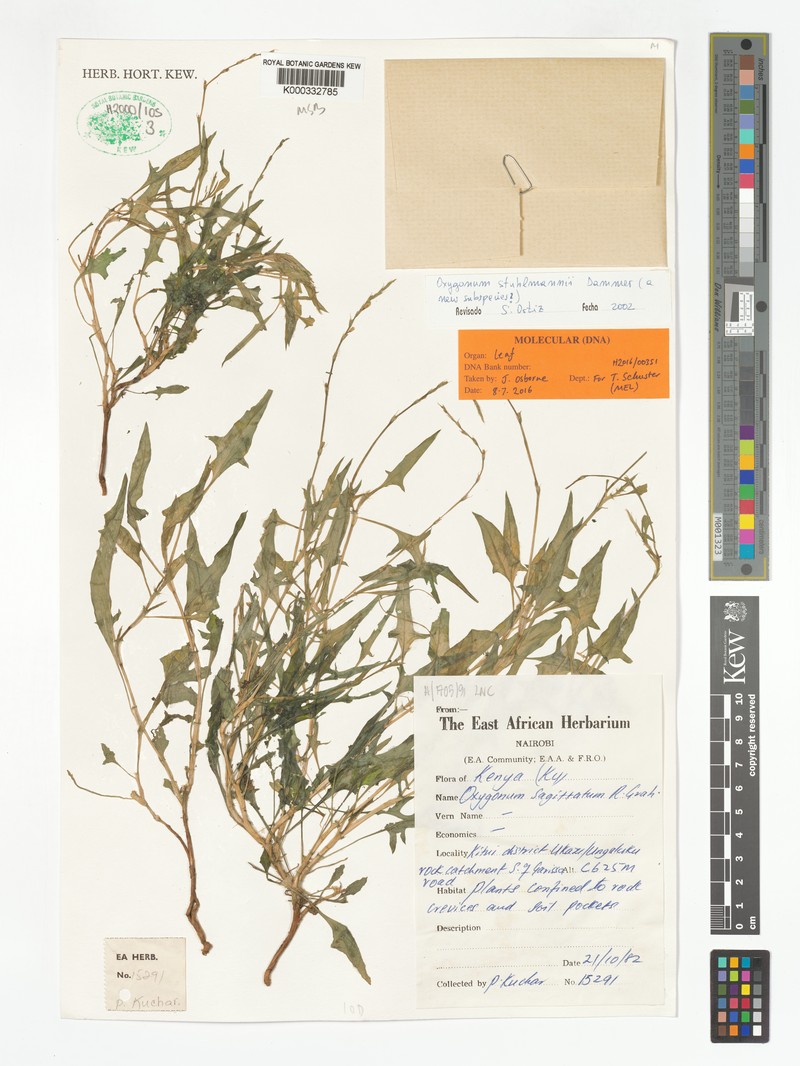 Oxygonum sagittatum