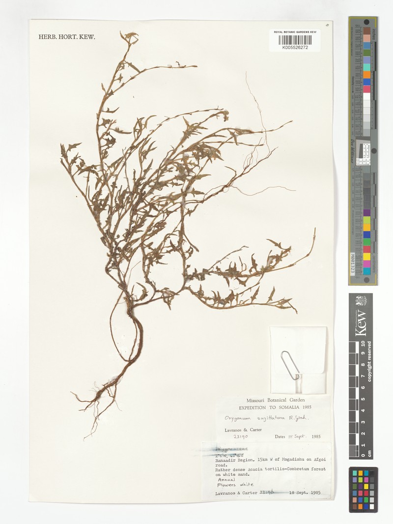 Oxygonum sagittatum photo 2