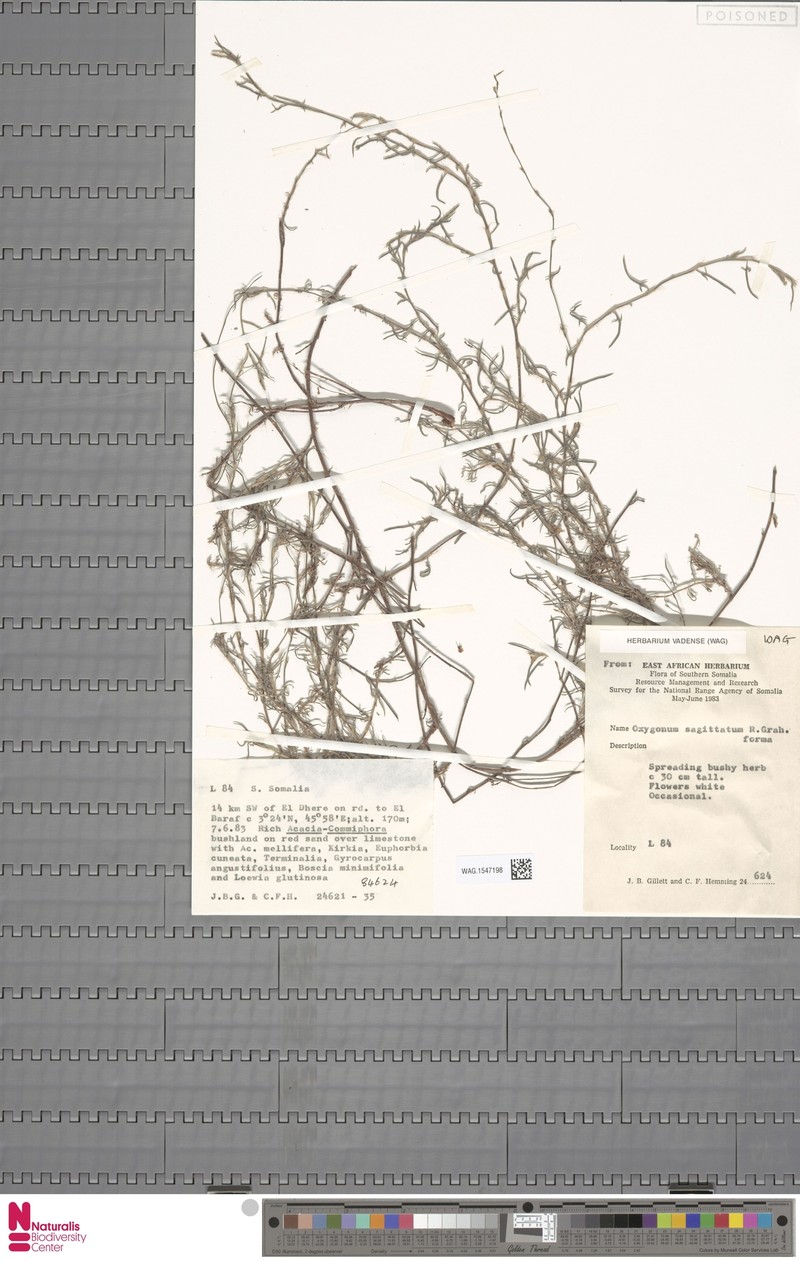 Oxygonum sagittatum photo 3