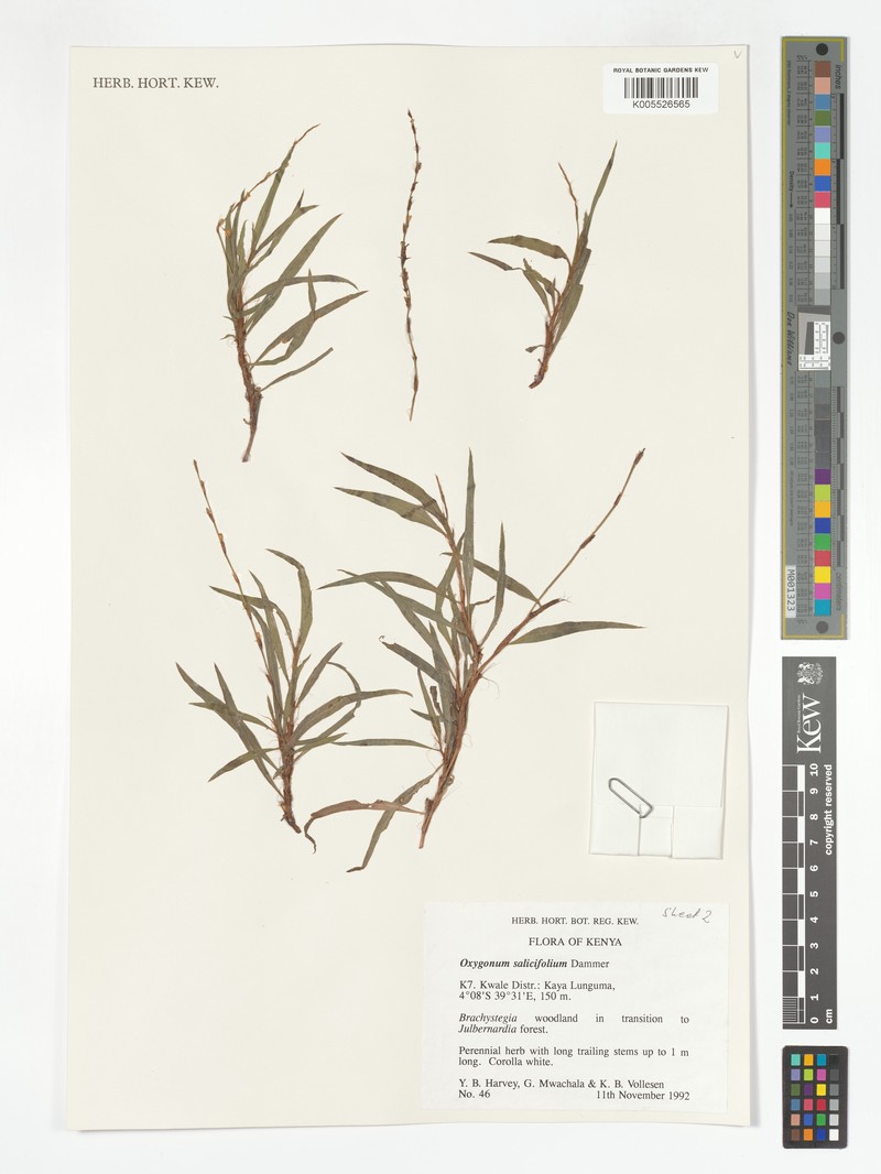 Oxygonum salicifolium