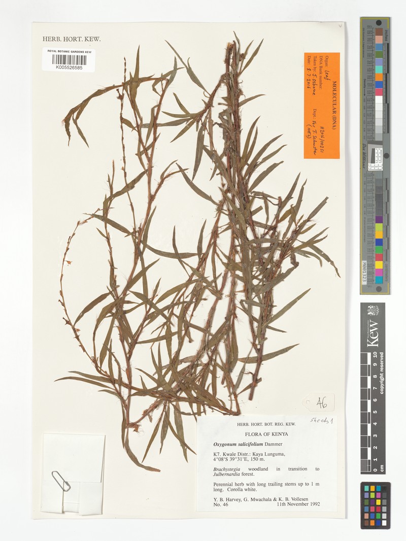 Oxygonum salicifolium photo 2
