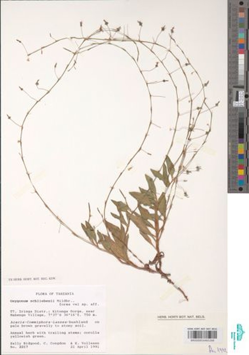 Oxygonum schliebenii