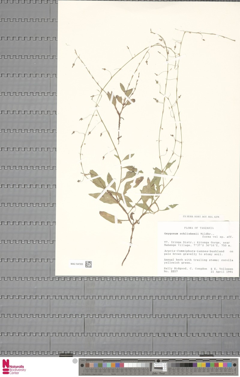 Oxygonum schliebenii photo 2