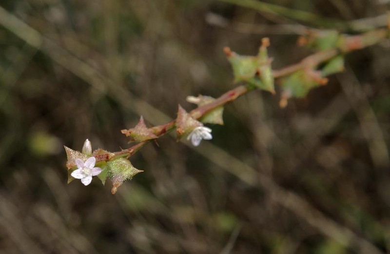 Oxygonum sinuatum